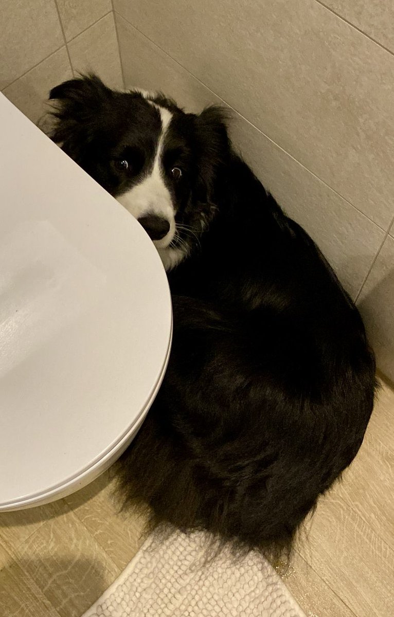 Look after these little guys while the fireworks are going off tonight 💛