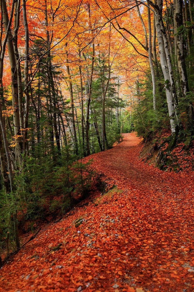Àlex Van der Laan tweet media