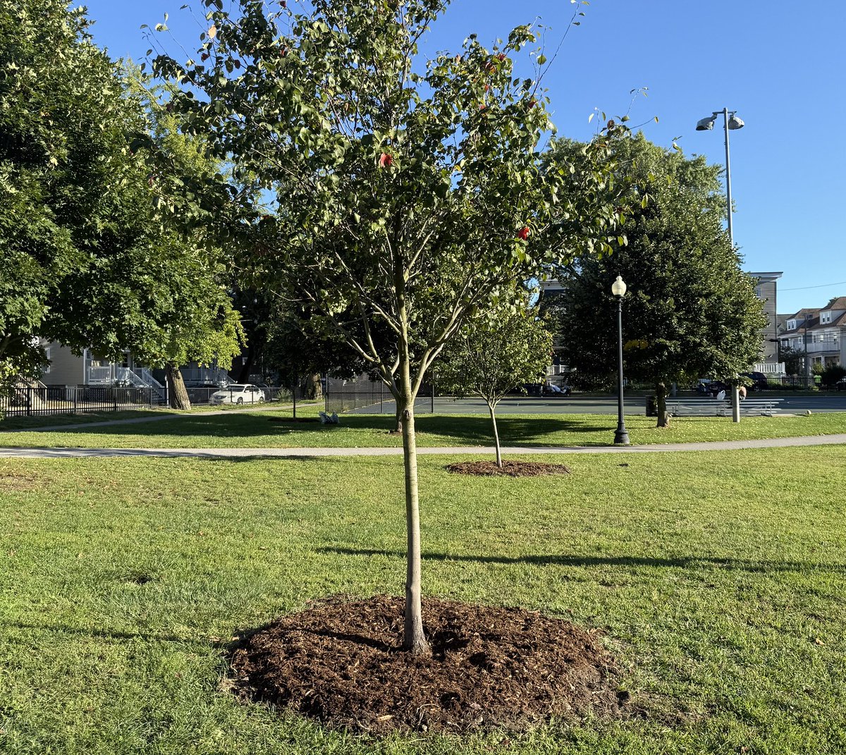 Trees_Boston's tweet image. While trees generally don&apos;t need water once the ground is frozen, they can benefit from a layer of mulch applied in a donut shape around the root flare (and not a volcano!) This mulch will help to insulate the roots and prepare the tree for spring. #MulchDonut #TreeCare