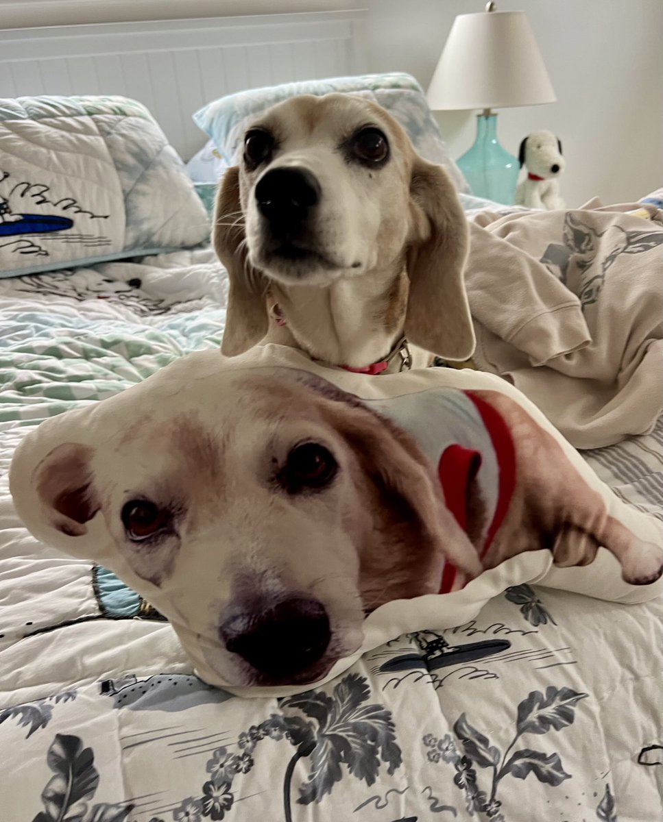 Boomerthebeagle's tweet image. Me &amp;amp; Snoopy Girl 🏡🐾🤗 #beagles #love ❤️
