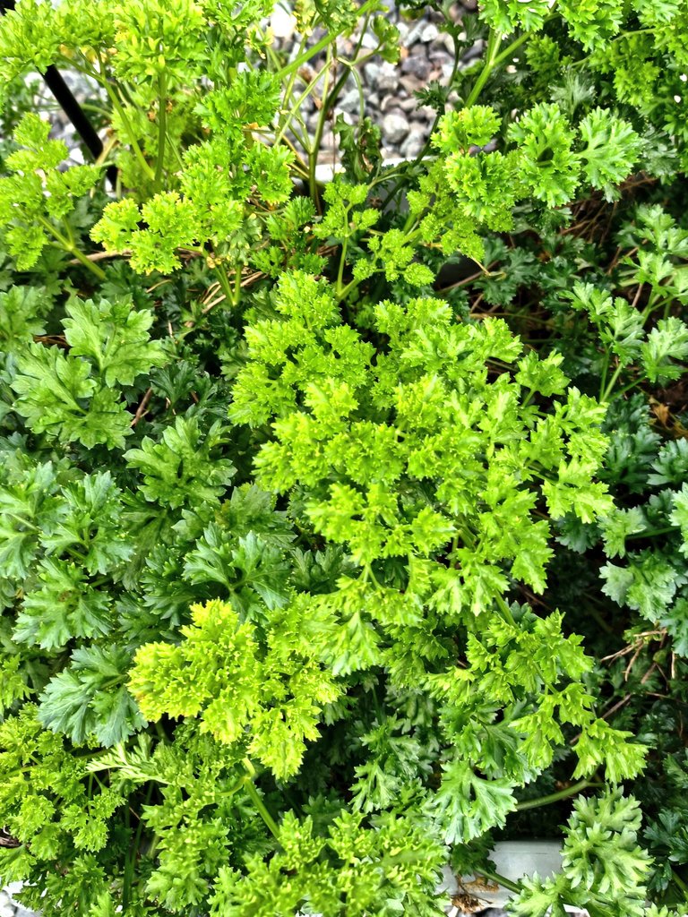 パクチー - Search / X