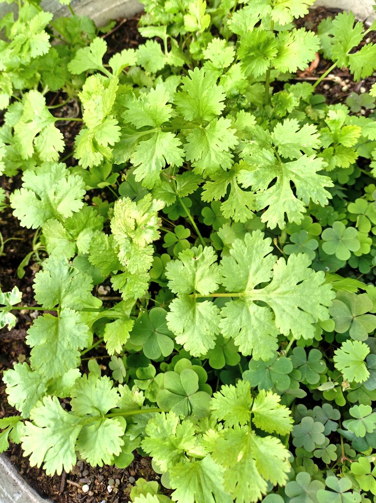 パクチーページ パクチー - Search / X