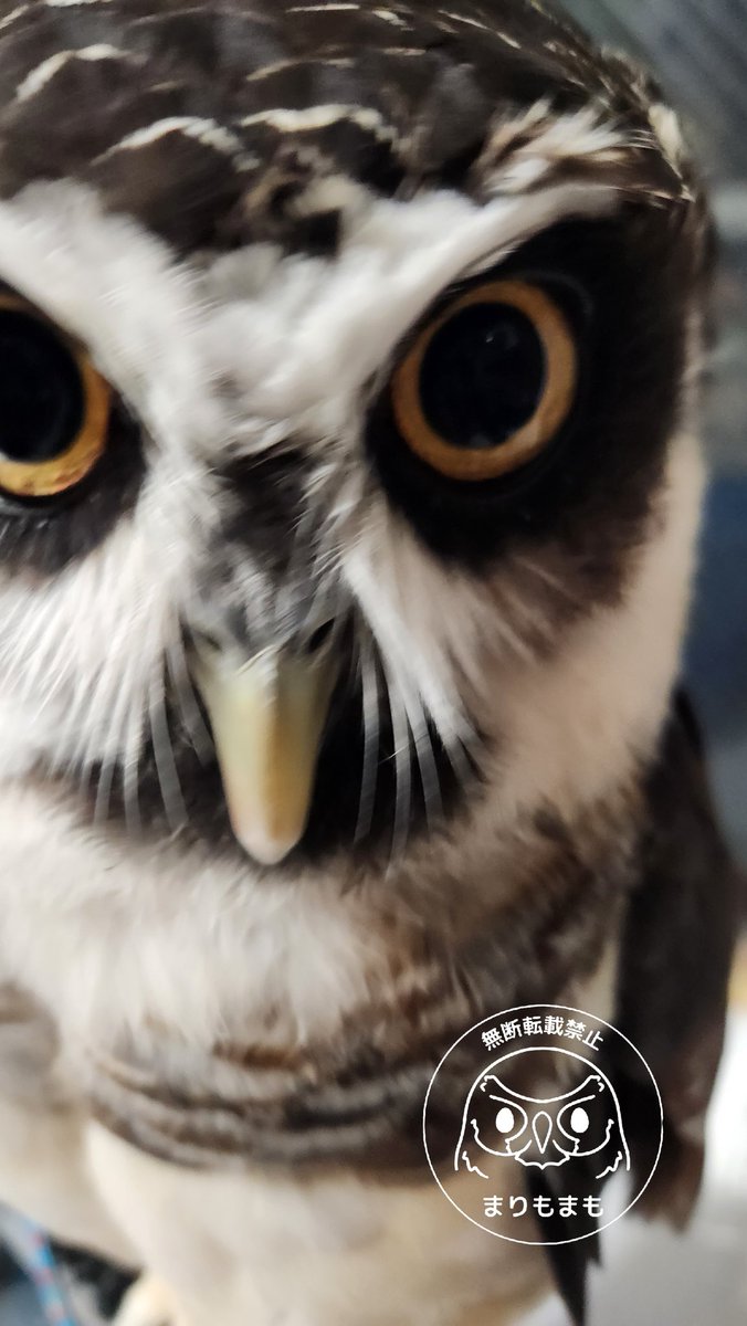 まりもまも (@marimomamo073) / Posts / X