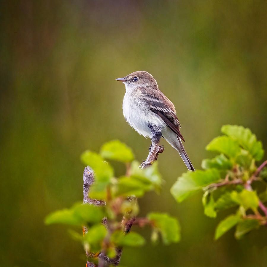 joancarroll's tweet photo. Flycatcher! https://t.co/AZ2tXVR8ic #bird #flycatcher #wildlife #alaska #pottermarsh #textures @joancarroll https://t.co/4Xt9s89VnI