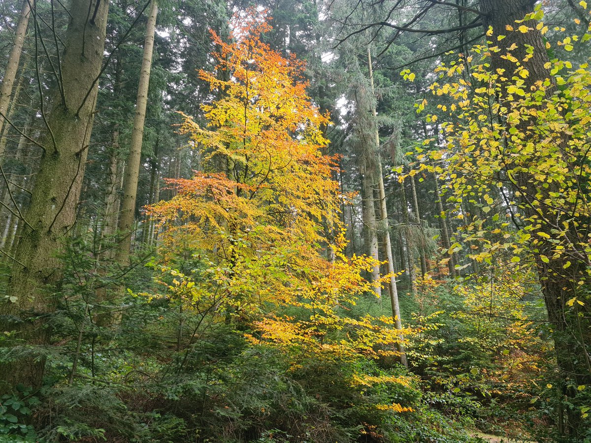 Heerlijkheyd's tweet photo. Wat is deze beuk een lichtpuntje hè in zo'n saai sparrenbos.
#Frankrijk #PuyDeDôme #bos #beuk #herfst https://t.co/EwYKPync4k