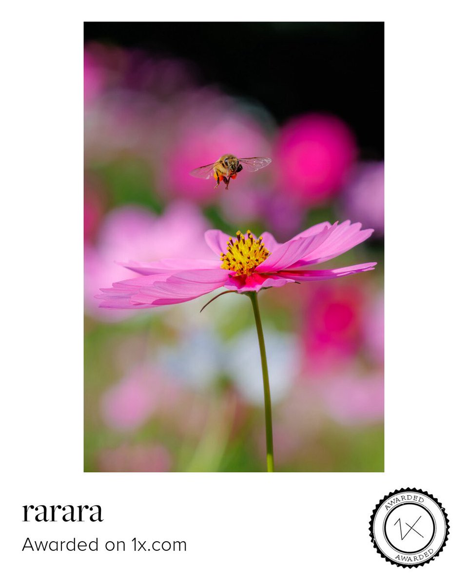 たいらページ♥️ ツララ on X