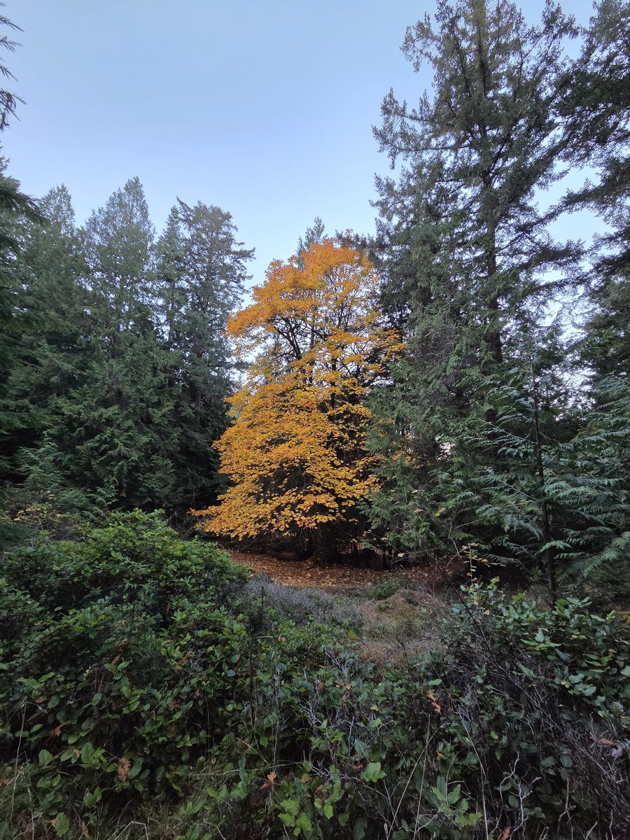 brianusoutis's tweet photo. @RamsesExchange HyperRAM. The Golden Tree https://t.co/TMoxMULQpP