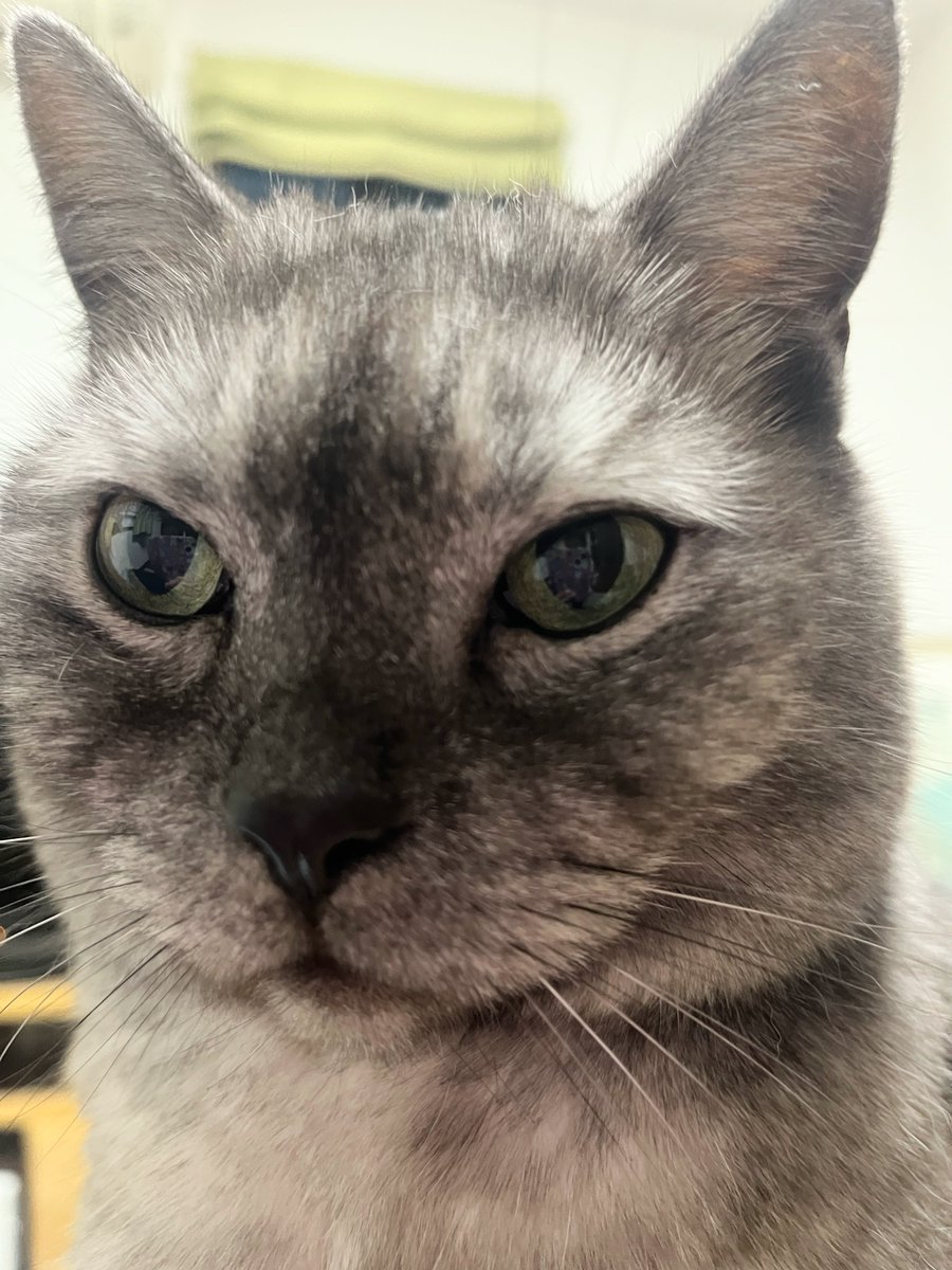 11/2(日)おはようございます
🍁🍂

凛々しいお顔だけど女の子です😌

佳い一日をお過ごしください
🐈‍⬛🧡🤎