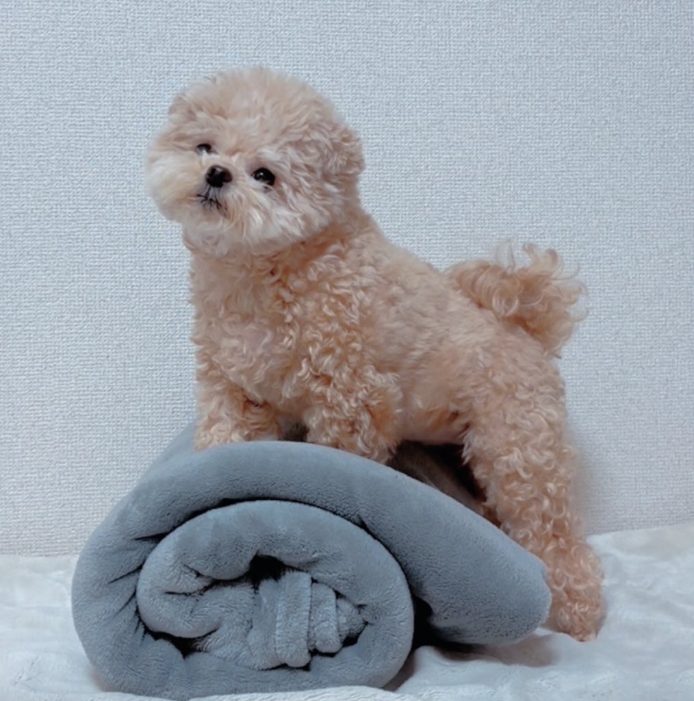 ポメプーふわちゃん (@Fuwancho319) / Posts / X