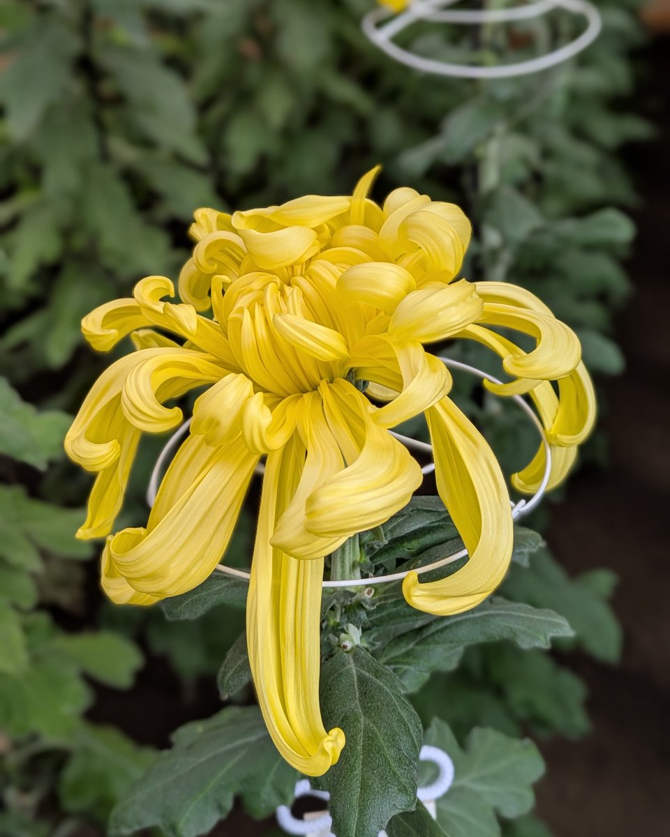 11月２日 ㊐ ⛅ 十三夜

 本日の営業時間
🕖19時開店〜🕒3時閉店
バイト・章太(19時〜3時)

🐯 阪神タイガース記念日🐯
１９８５(昭和６０)年
阪神タイガースが２リーグ化後、
初めて日本一に輝きました。

🍂新宿御苑)🍂
菊花壇展・10/28(火)〜11/16(日)