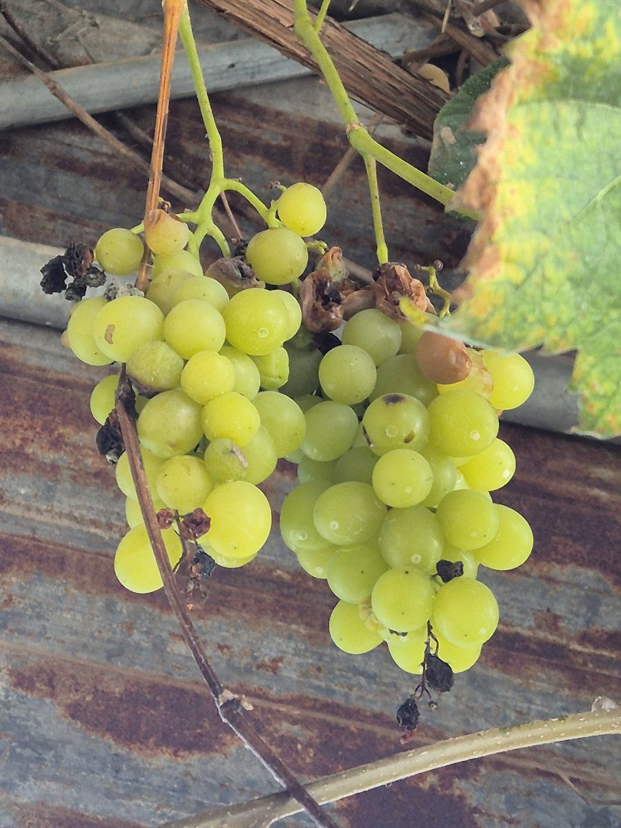 dopalpa's tweet image. 새달이 쪼아먹어 이모양...
올해 는 달다...