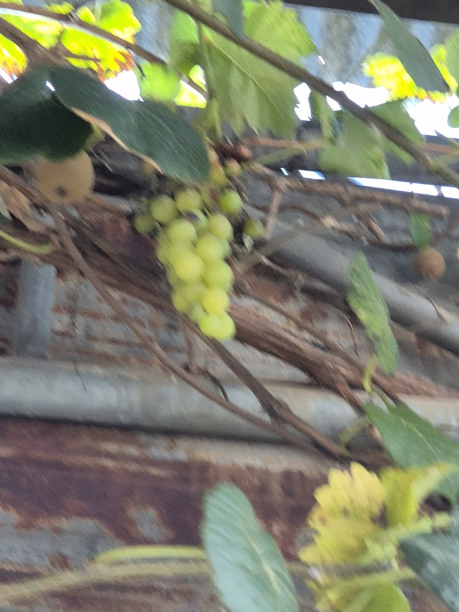 dopalpa's tweet image. 새달이 쪼아먹어 이모양...
올해 는 달다...