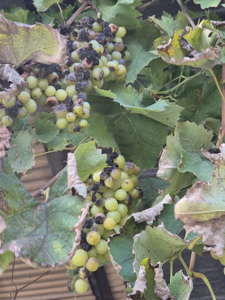 dopalpa's tweet image. 새달이 쪼아먹어 이모양...
올해 는 달다...