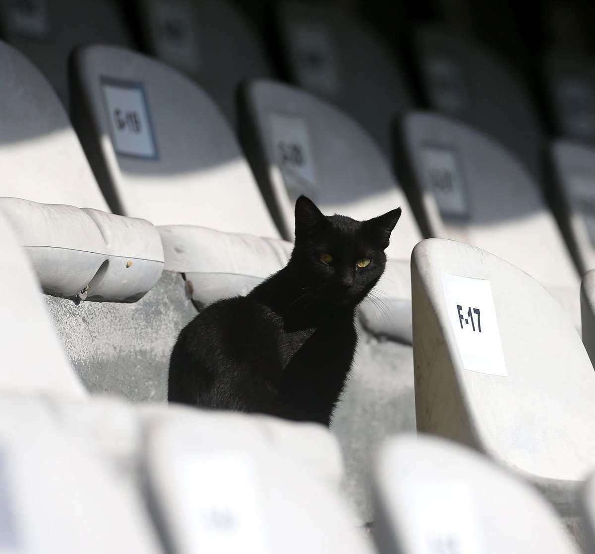 me pega o Santos realmente ter adotado o gatinho e ele estar em todos os jogos desde 2023 

te amamos gatinho da vila