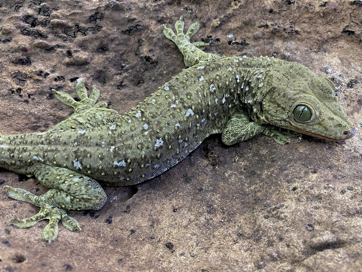 スミスヤモリ (@gekkoverreauxi) / Posts / X