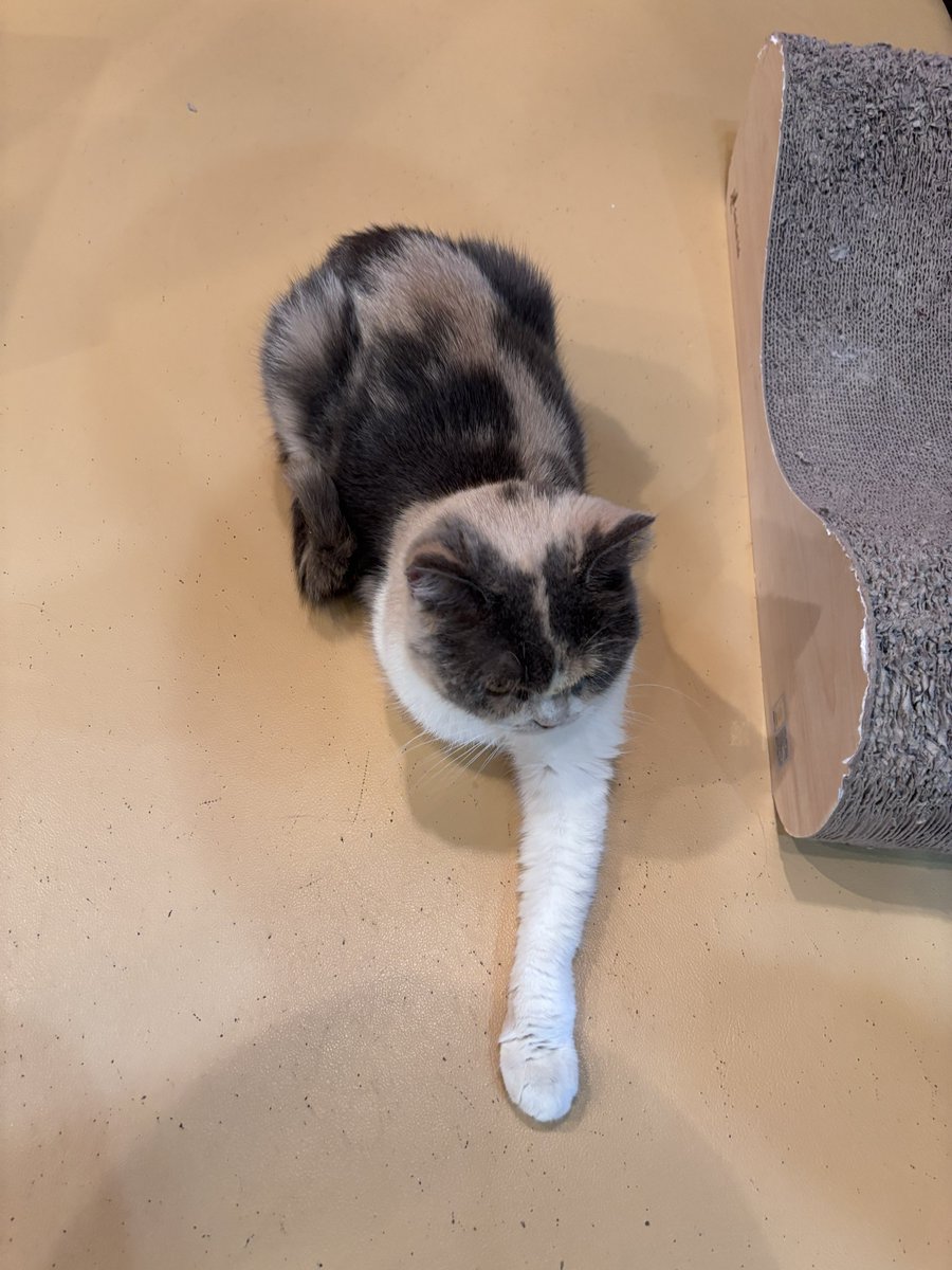 茶猫ページ 犬用品 犬 猫 ブラシ ペット 公式 タングルティーザー 正規品