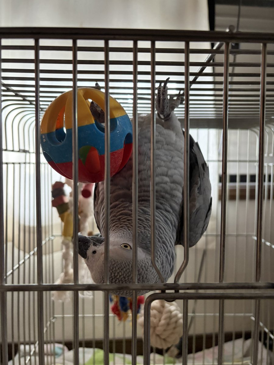 逆さでボール遊びฅ(ỏ∀ỏ)ฅ