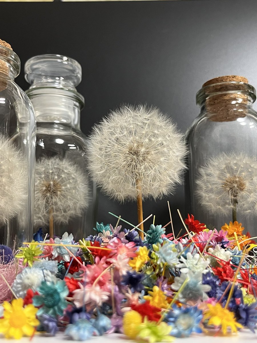 タンポポ タンポポ