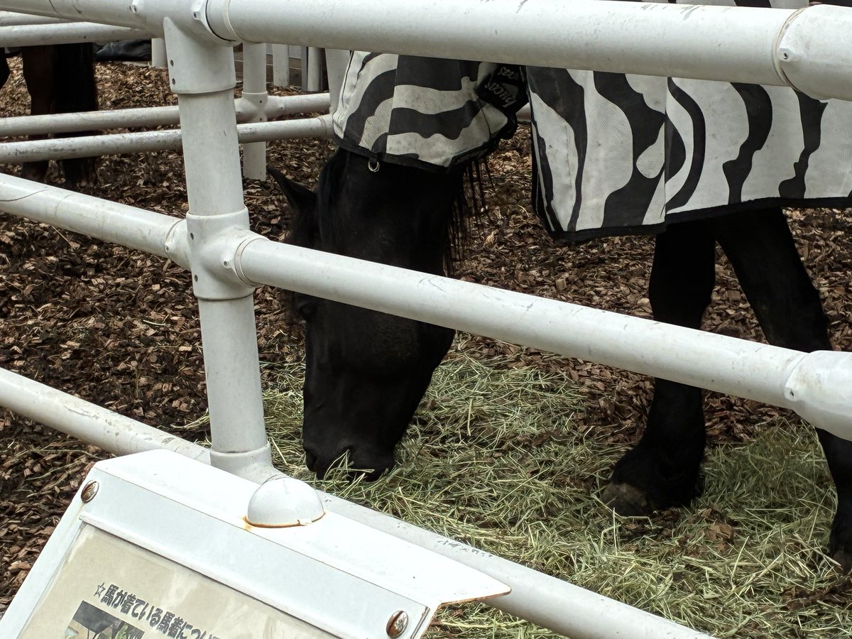 コメント欄 こじちゃん on X