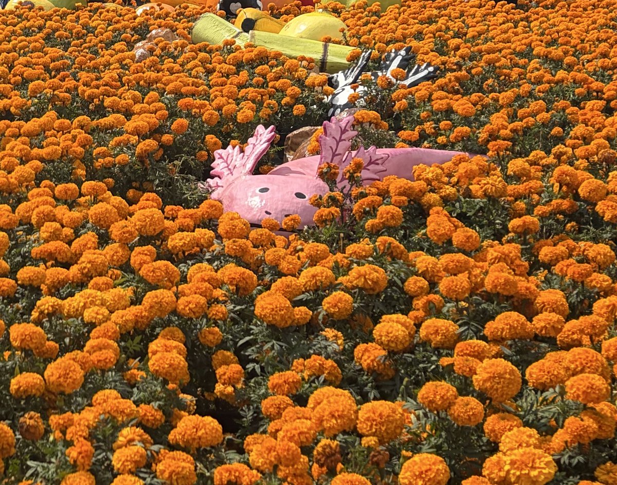 Ajolotes entre mares de cempasúchil 💛🌼

#DíaDeMuertos #CDMX #Zócalo #México