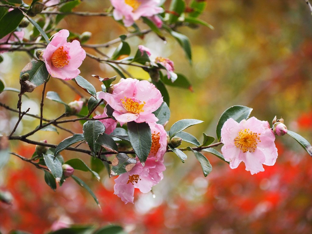꧁蝶よ花よ..恋桜.*ೄ ❀´-꧂ 専用✨calling❣️皇✨ 蝶よ花よ..恋桜.*ೄ ❀´-꧂ 専用✨calling❣️皇