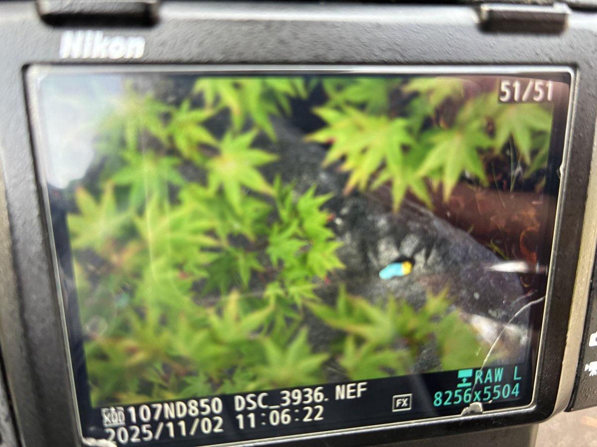 日の出写真 くれふ on X