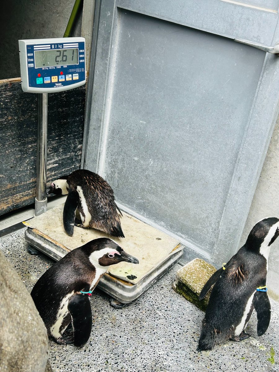 長崎ペンギン水族館【公式】 (@NagasakiPengin) / Posts / X