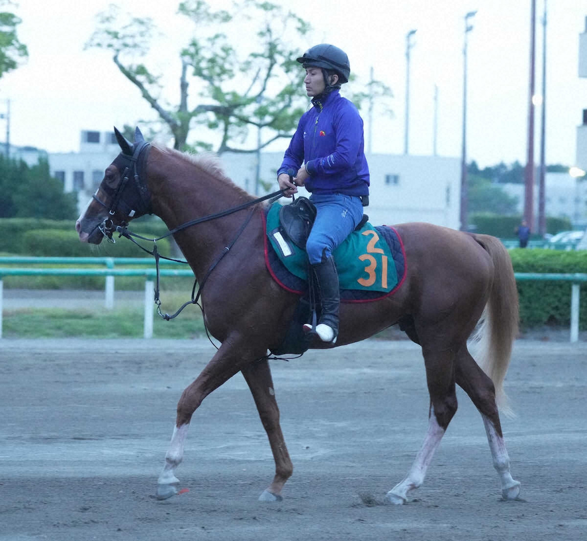 競馬 サイン入り写真 木製フレーム。グランアレグリア 競馬 サイン入り