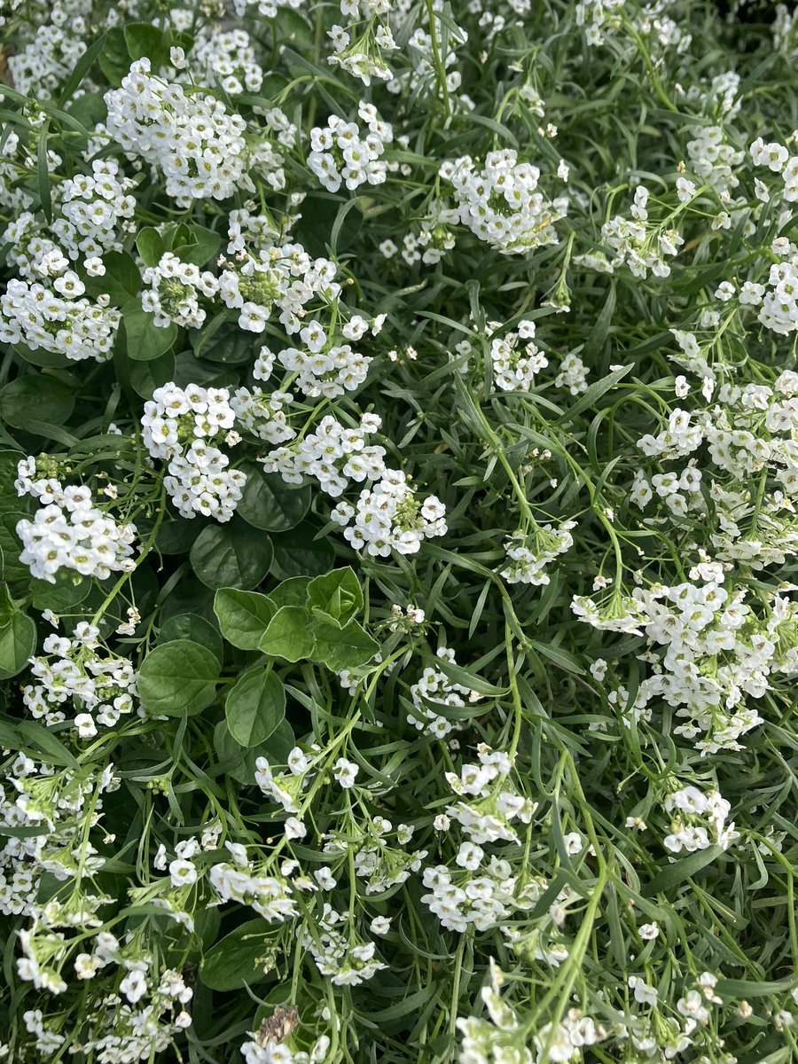 #東京
#ラーメン
奥多摩駅から徒歩4〜5分のフードコートにあるラーメン屋さんだぜ🍜特産品のワサビをスープに効かせてるぜ🤗ワサビの風味をかき消す卓上調味料は不使用を推奨されたぜ🧂スープもワサビの風味を飛ばさぬよう熱々にしない工夫がされてたぜ✨花カワイイ🪷💖🥰