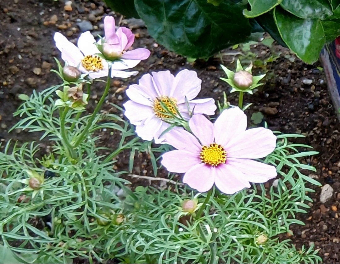 nijilll(にじ) on X