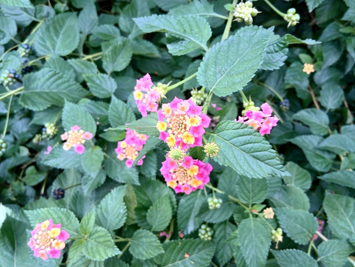 nijilll(にじ) on X