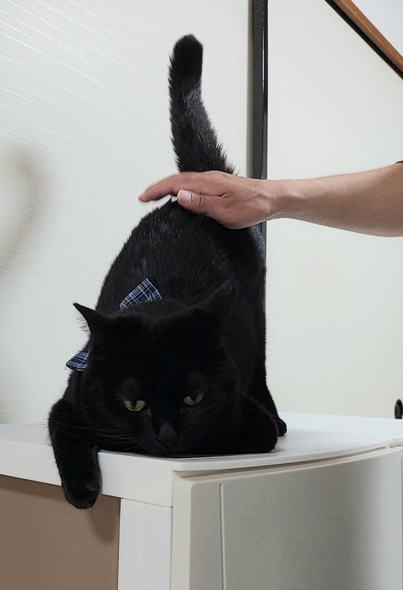 黒猫みんと様 黒猫みんと様 みんとにゃ (@mintonya23) / X