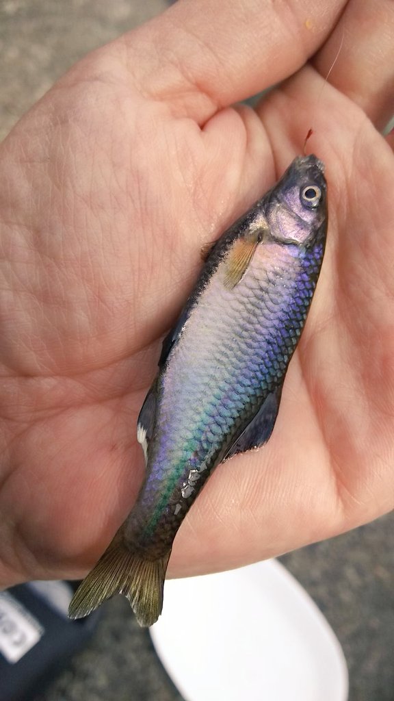 水生昆虫採集の合間に釣りとガサガサで捕まえたタナゴ水槽のアクアリウムにチャレンジ👊
立ち上げから２週間いよいよタナゴ投入🐟️

今までは簡易飼育だったが先日一緒に採集した仲間から自身のタナゴ水槽の写真を見せられて素直に凄いと思った♪
これはやらねば🤩
釣った時のような婚姻色が見たい✨