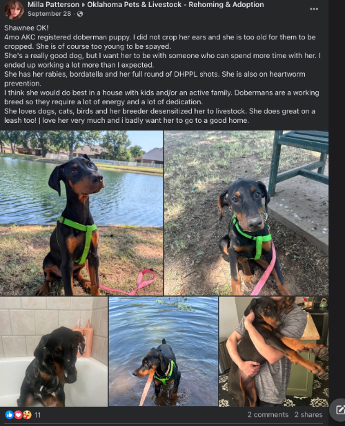 Kcalbug Abuses Animals tweet media