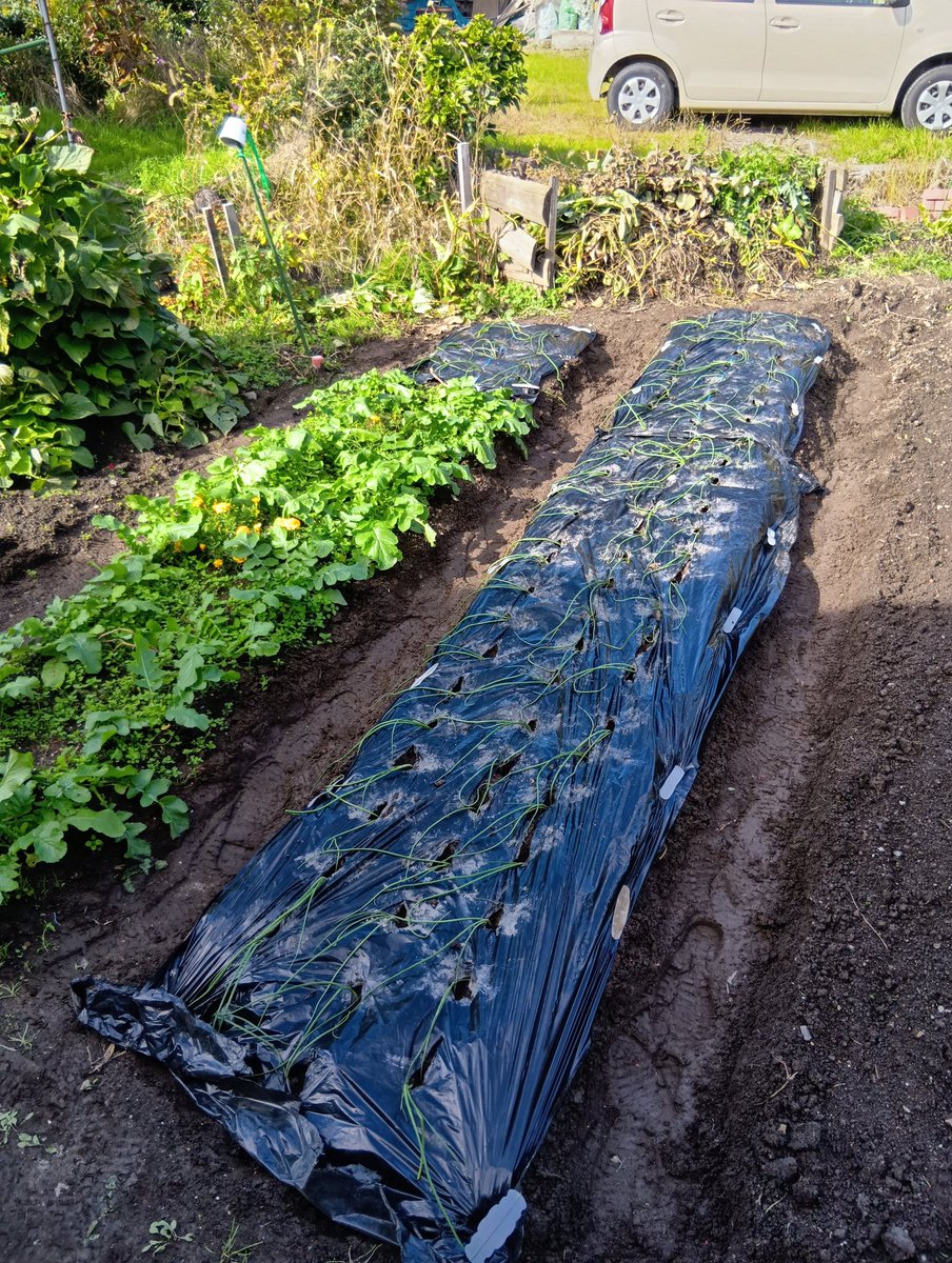 idehalife's tweet photo. 今年の玉ねぎ苗の植え付け。
ホームセンターで購入したスワロー100本。

種で植えた黄玉ねぎは苗が小さすぎて使うのを断念。

スワローさん、来年の夏にはゴロゴロと大きいのを頼む。

＃家庭菜園 https://t.co/6cGUXER7Tp
