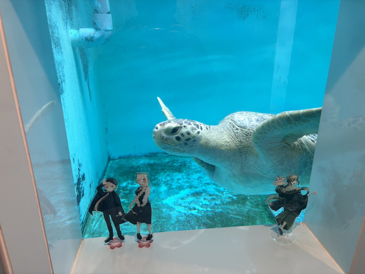 ウージ染め　タペストリー　ウミガメ ウージ染め タペストリー ウミガメ - メルカリ