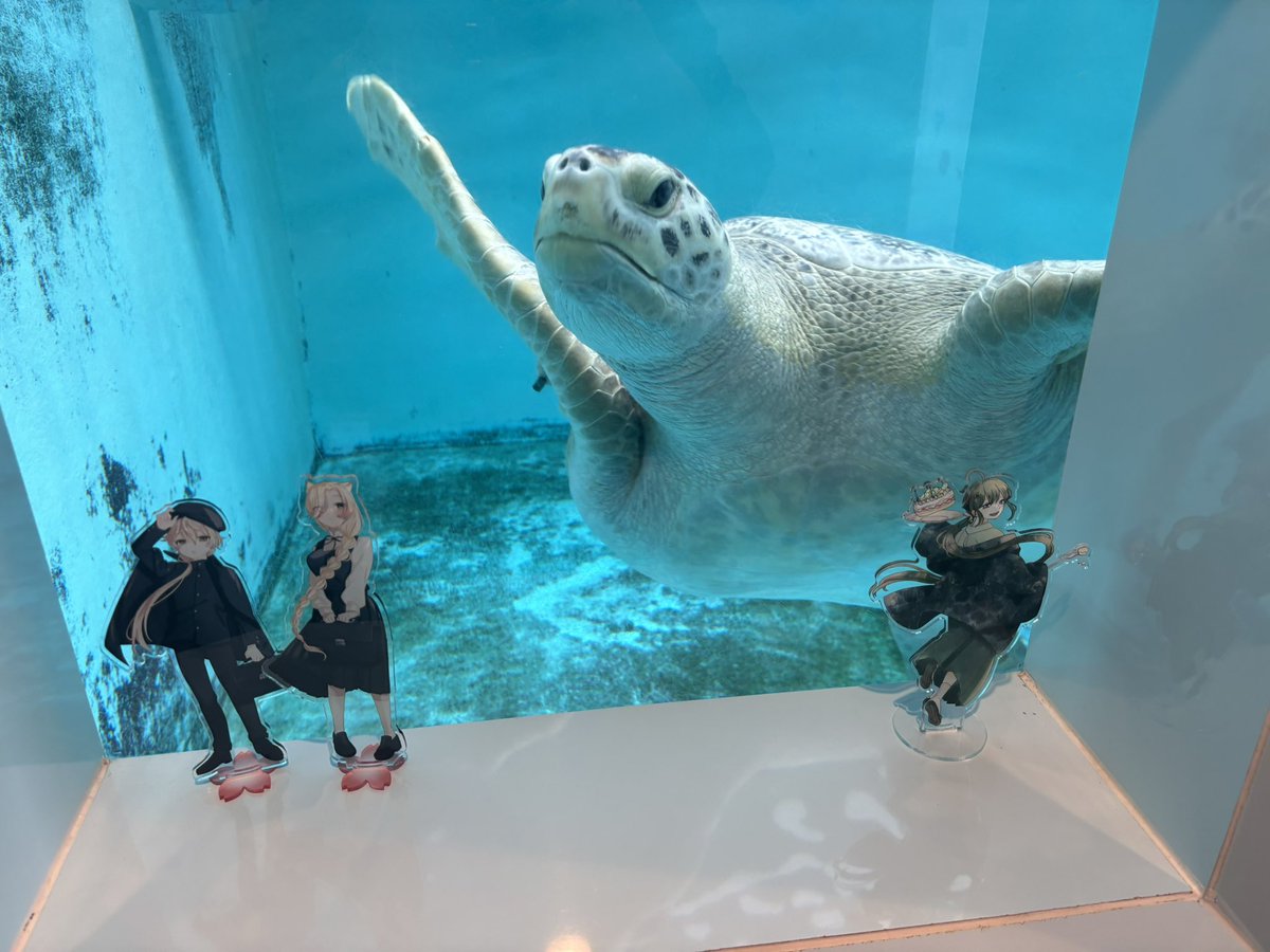 ウミガメ SUPERGA for emmi】2287 BUBBLE（スニーカー）｜SUPERGA