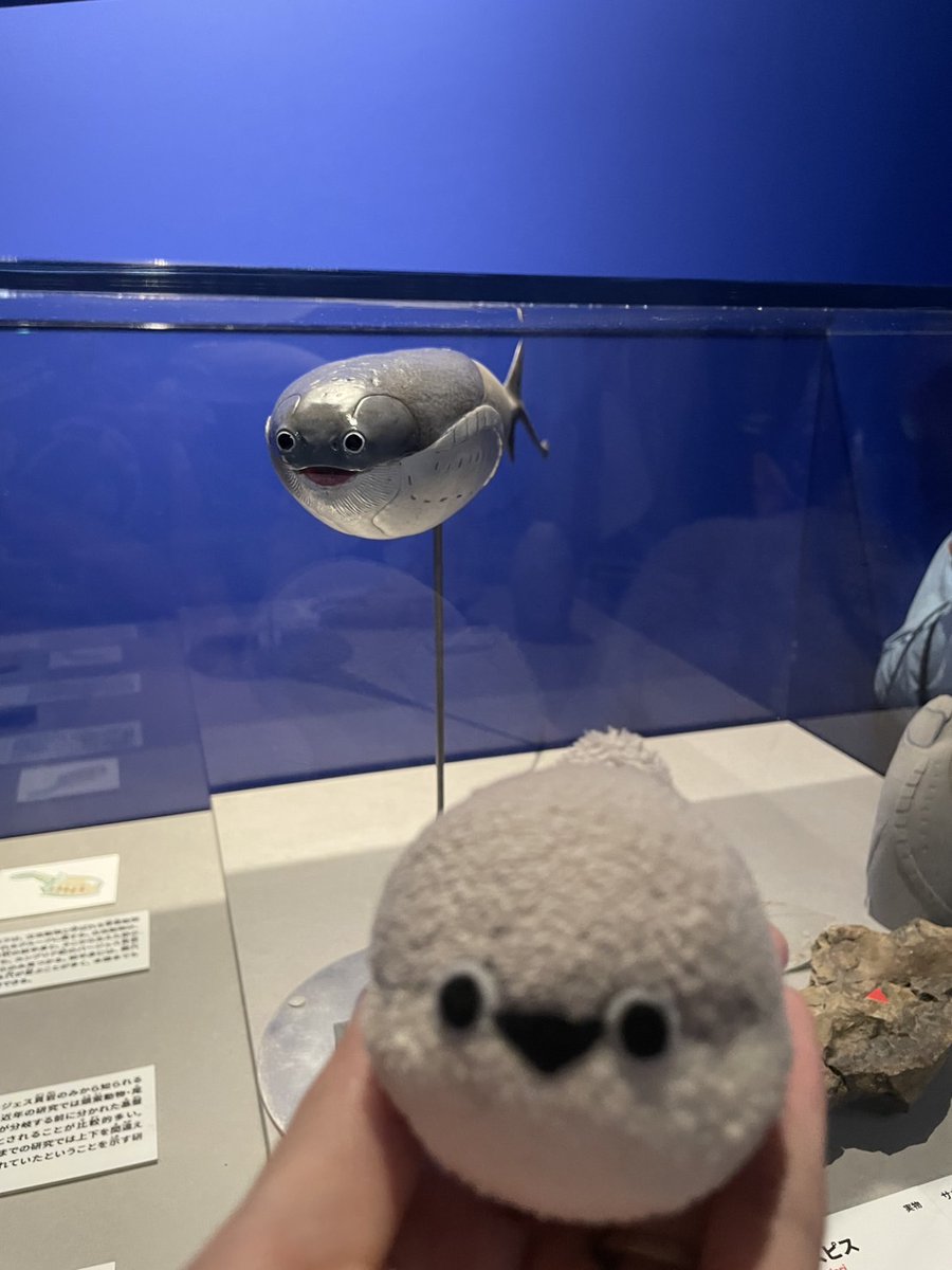 にゃ〜 (@amakaayn) / Posts / X