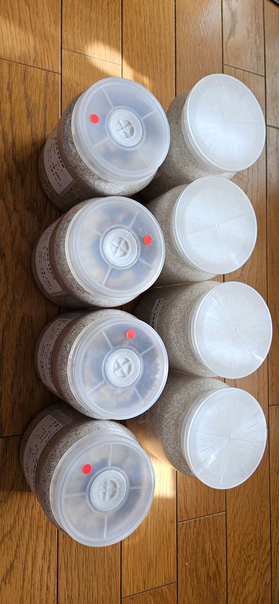 オオクワのボトル交換
親種　新潟産WF1　67×42

今回はオオヒラタケとカンタケ２つの菌糸に分けてやってみたが今のところほとんど違いはない🤔
引き続き２種類で♪

川西や能勢の幼虫に比べるとWDからの子はなかなか大きくならない笑
親種のサイズもぜんぜん違うし当たり前か🤣
目指せ新潟産75㎜アップ