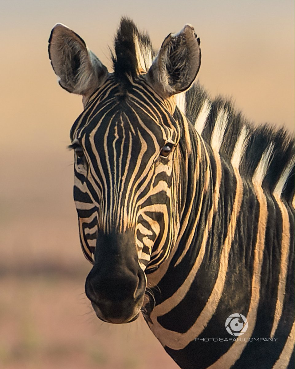 Photo Safari Company tweet media