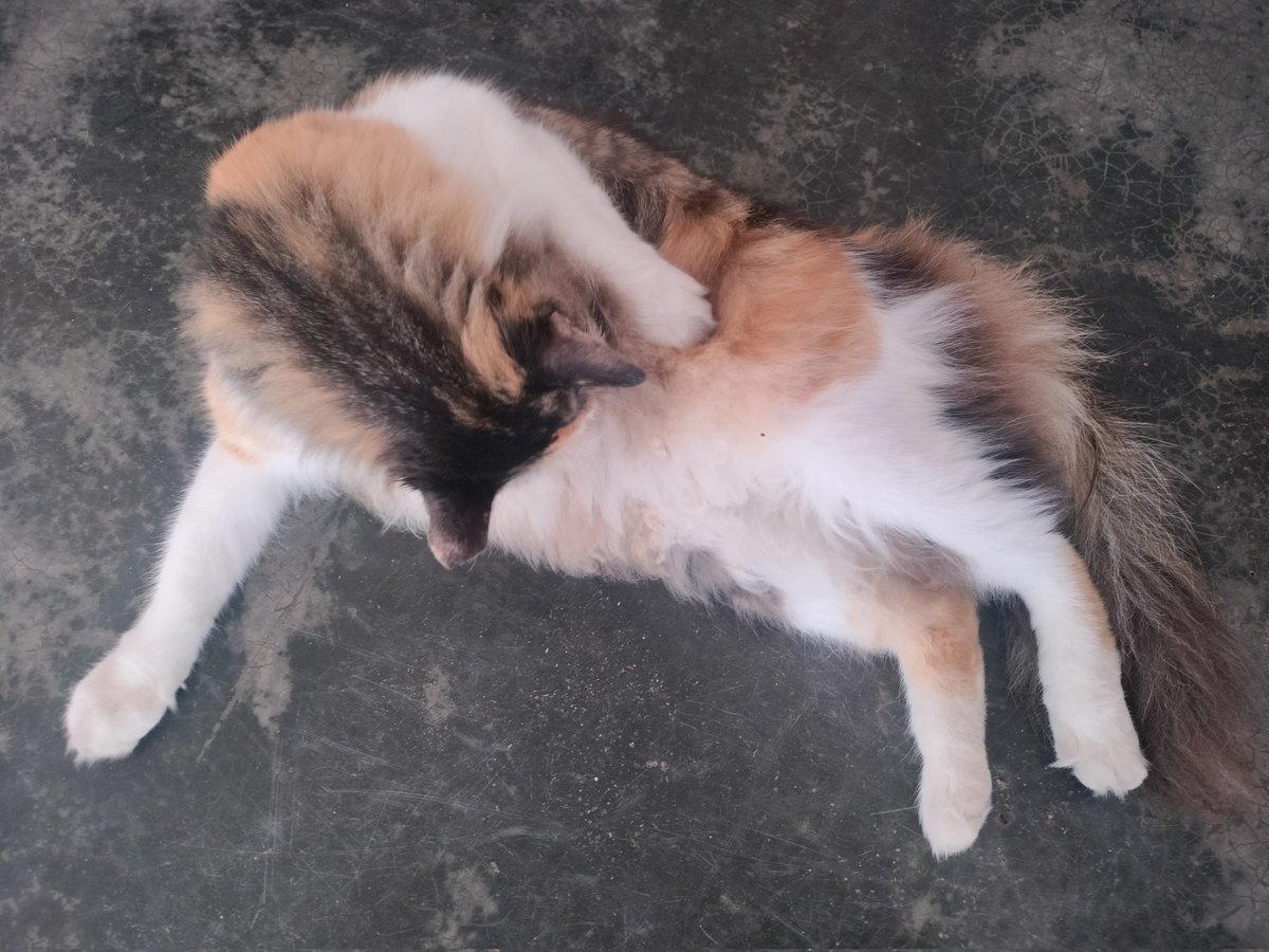 Skipper Lee tweet media