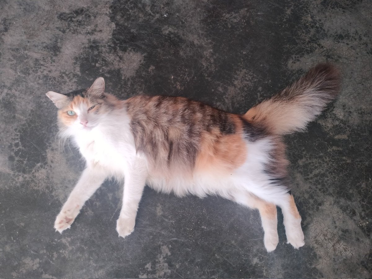 breakfast pspsps 😻