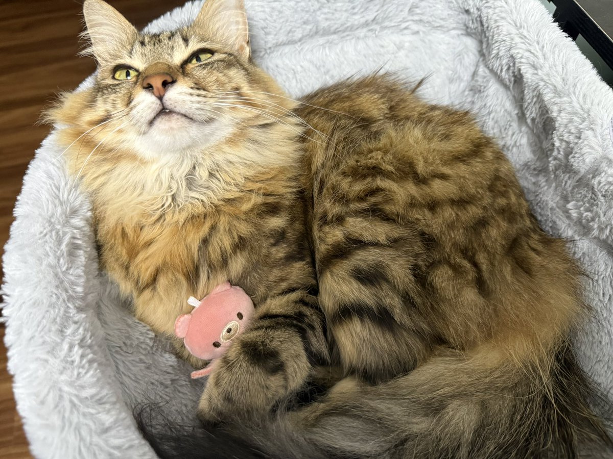 今日は「にゃとぴが家に来て1年記念日」㊗️

最初は少し警戒してたけど、２日目くらいから普通にくつろいでたから大物。

1枚目は来てすぐのにゃとぴ
2枚目は最近

#今日のにゃとぴ  
#猫のいる暮らし𓏲𓎨 #cat 
#ねこかわいいね