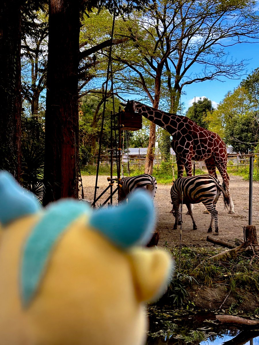 蒼いキリン キリンビール キリン 零ICHI 6缶パック 350x6 x4 3414229 1