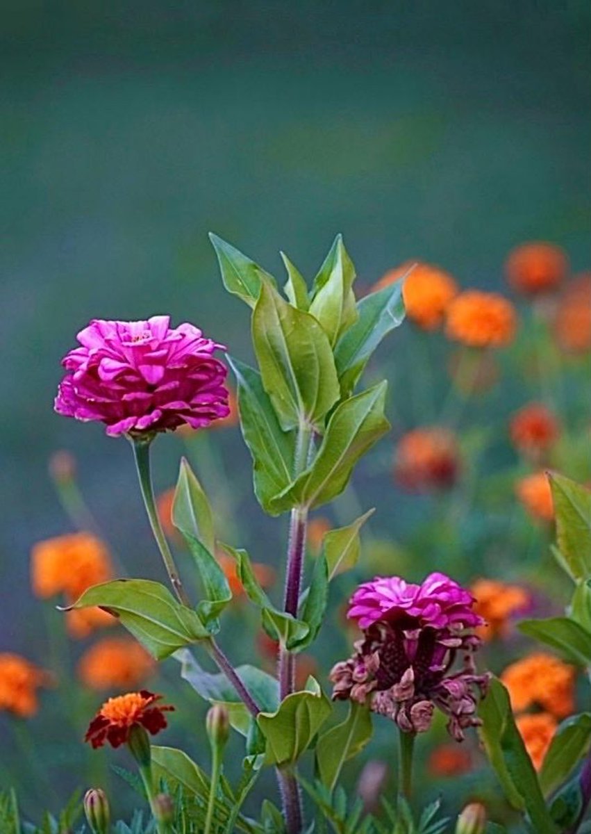 Şüphesiz Allah'a karşı gelmekten sakınanlar, 

Rablerinin kendilerine verdiği şeyleri alarak cennetlerde ve pınar başlarında bulunurlar. 

Şüphesiz onlar bundan önce iyilik yapan kimselerdi. 

Zariyat Süresi 16. Ayet