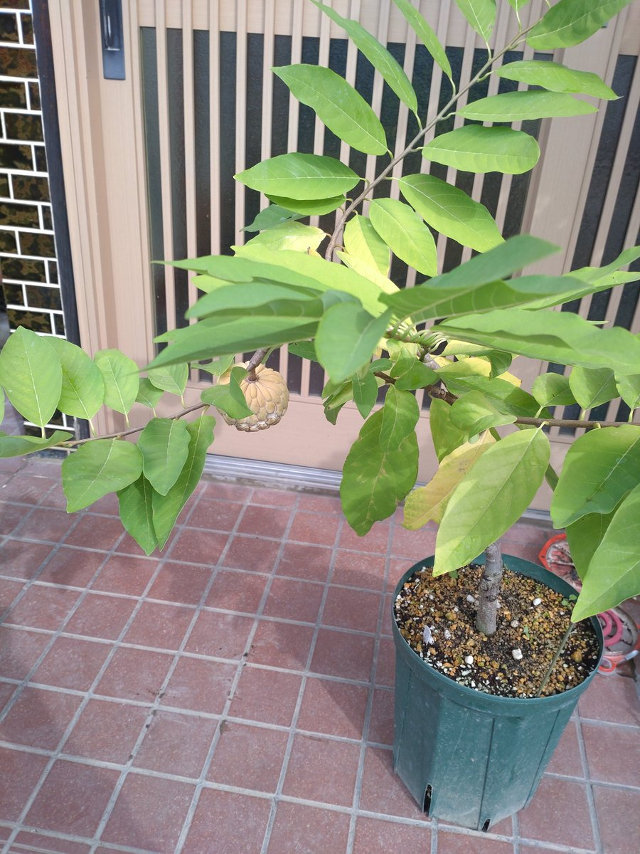 まっしー (@kazyukaju) / Posts / X