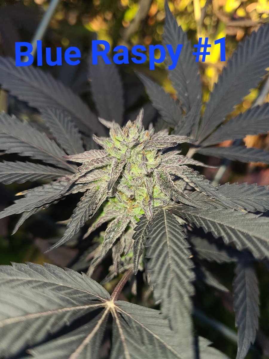 Blue Raspy from out block work season