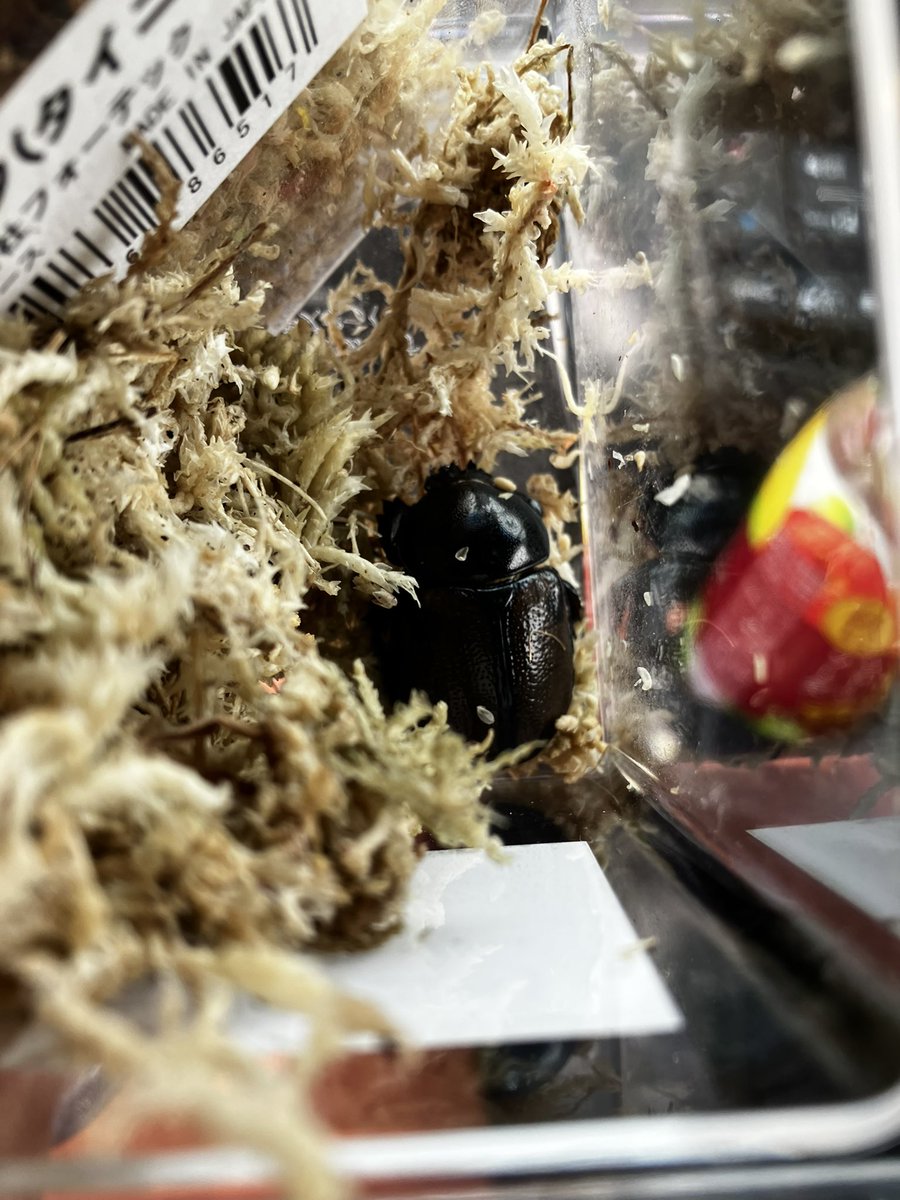tmt0323key's tweet photo. 岐阜羽島の昆虫祭行ってきました♪
お目当てのヒナカブトゲットです♡ https://t.co/2VWfFpLmzi