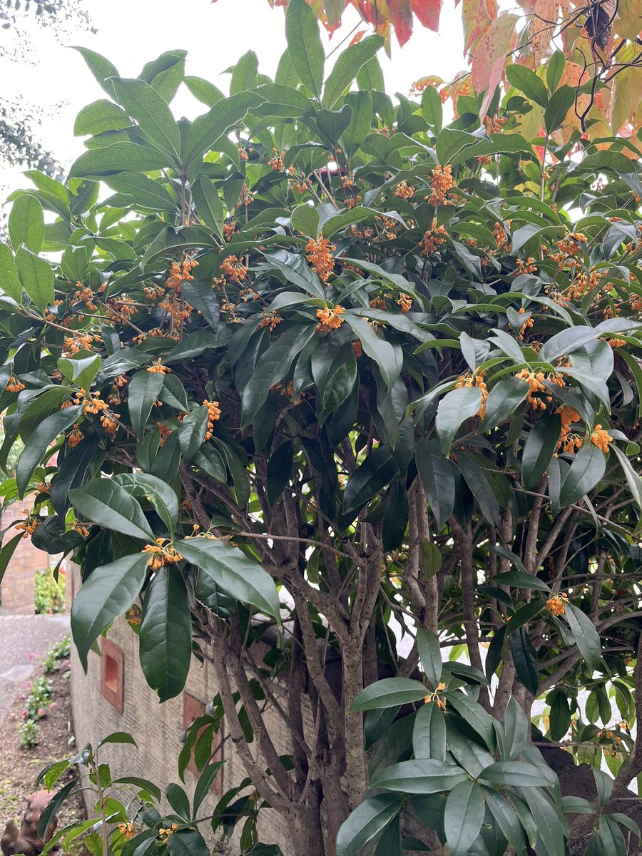 グリーン様•*¨*•.¸♬︎ まにまに on X