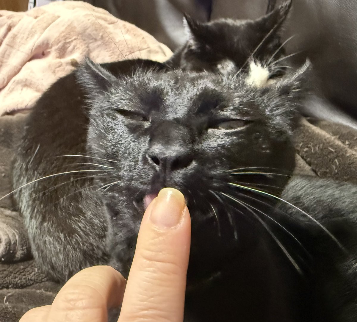愛らぶ黒猫ちゃん🐈⬛ tweet media